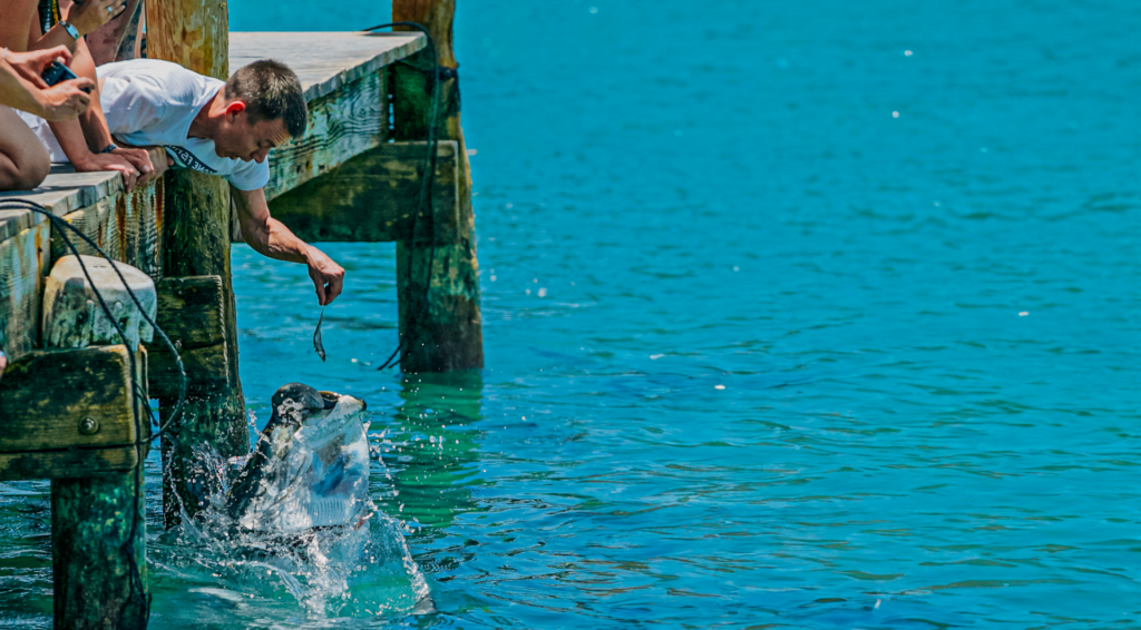 Where to Feed Tarpon While Dining in Islamorada